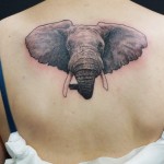 olivierberserk-maisonclosetatouage-elephant